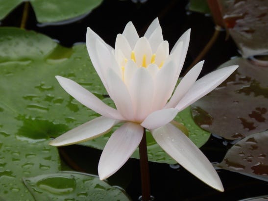 waterlily bloom