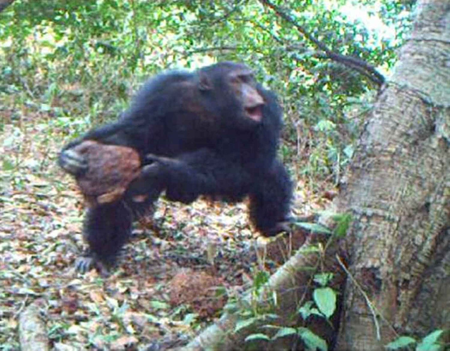 A chimpanzee blurred from motion in the action of throwing a stone at a tree A chimpanzee blurred from motion in the action of throwing a stone at a tree