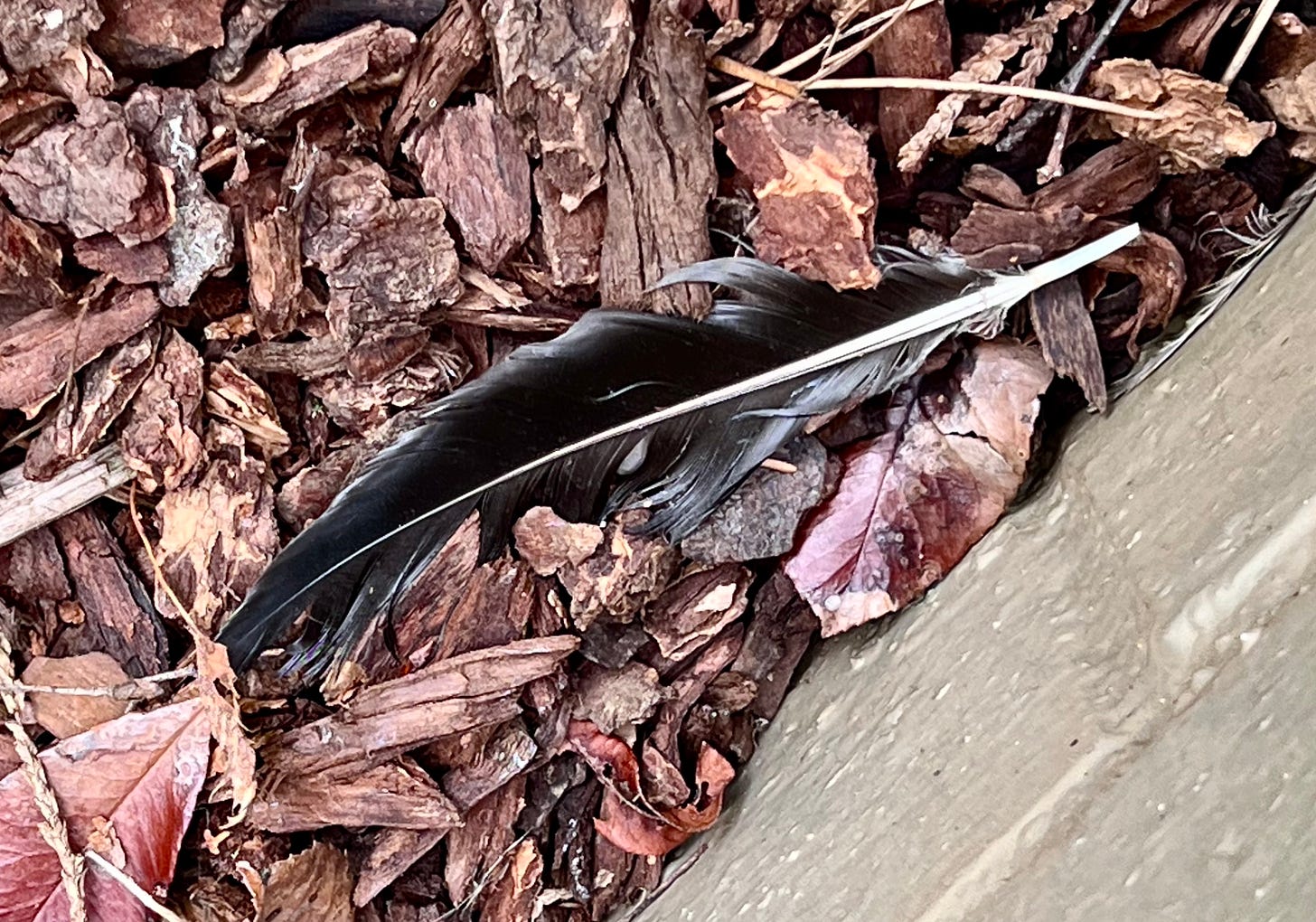 A black crow feather lies on bark mulch