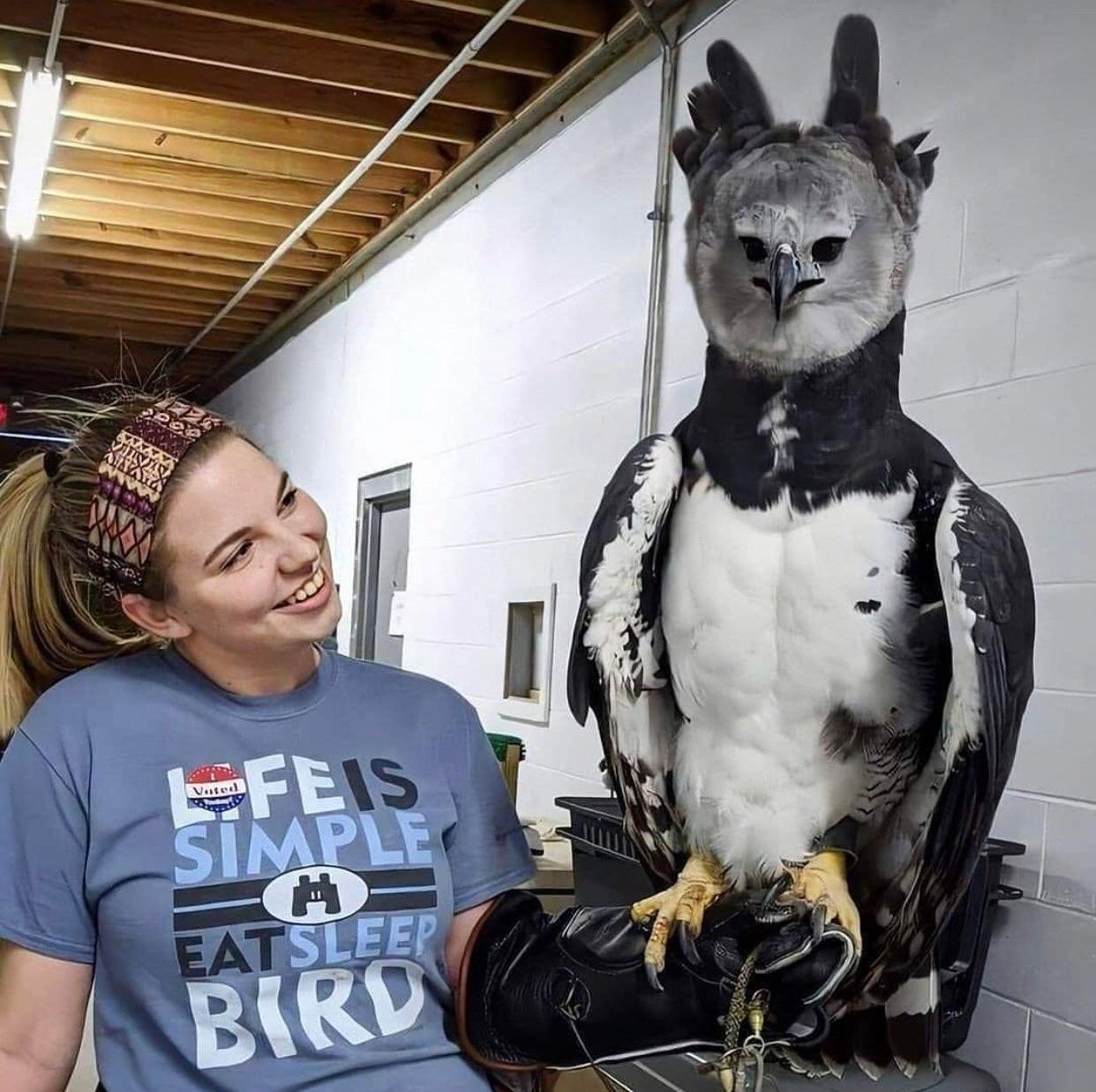 🔥 A Harpy Eagle hanging out🔥 : r/NatureIsFuckingLit