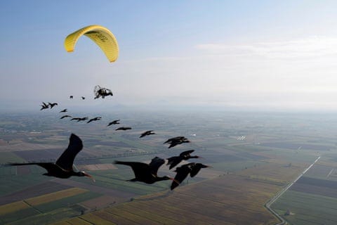 A curving line of black birds flies above fields alongside an ultralight aircraft.