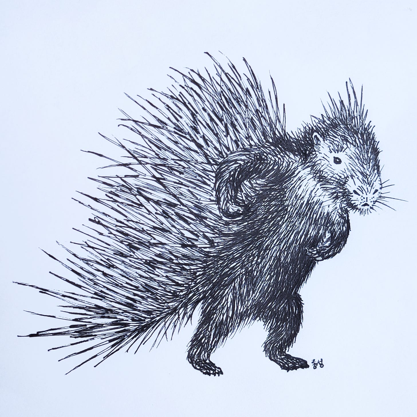 Pen and ink drawing of a porcupine