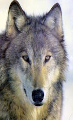 A photo of a wolf’s head with gray and tan markings.