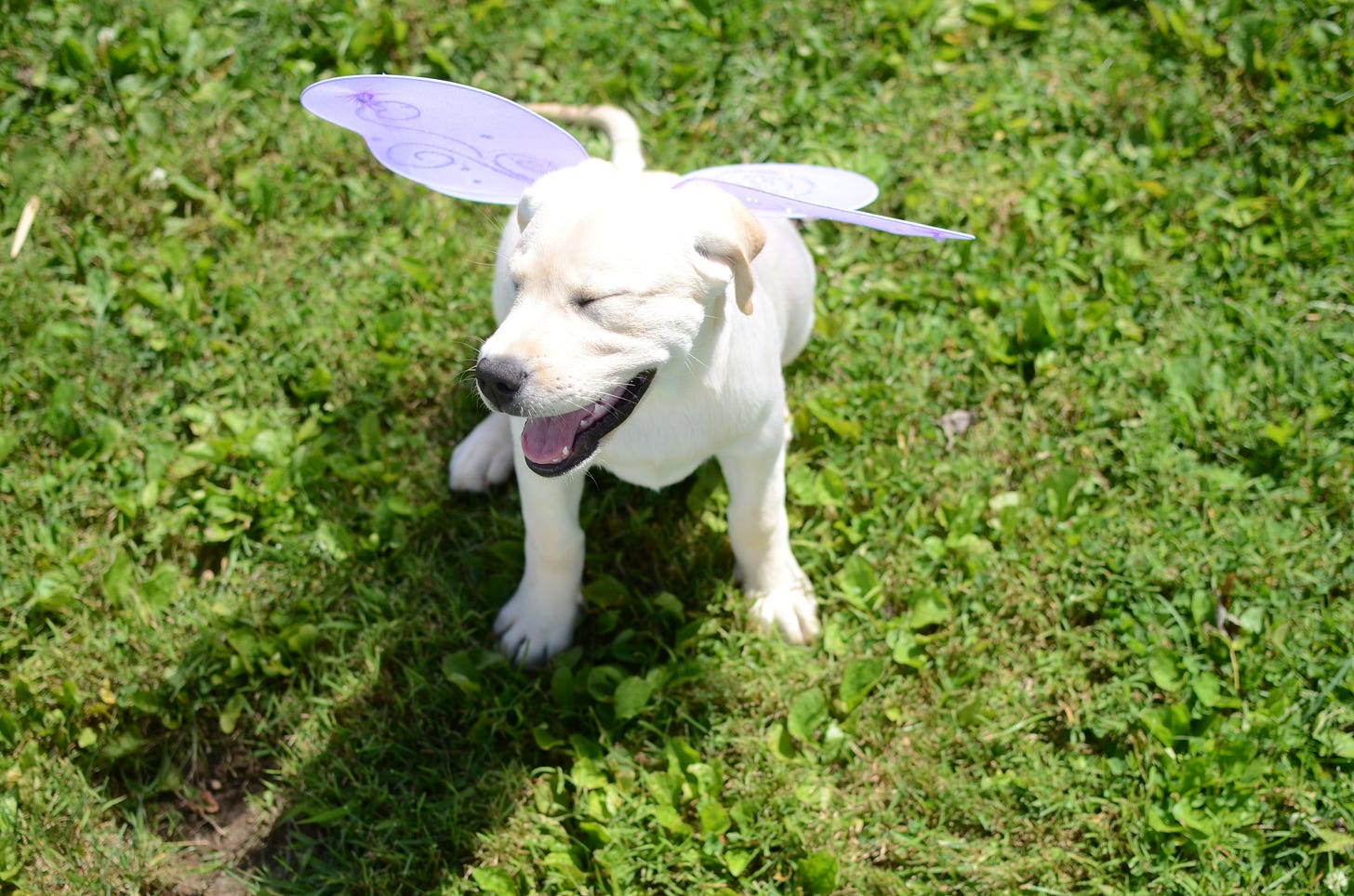 A yellow Labrador retriever puppy basks in the sun with butterfly wings on. 