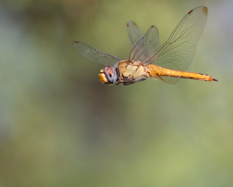 20240724-Sweetwater-81-Edit.jpg