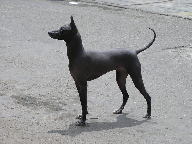 File:Peruvian Hairless Dog 1.jpg
