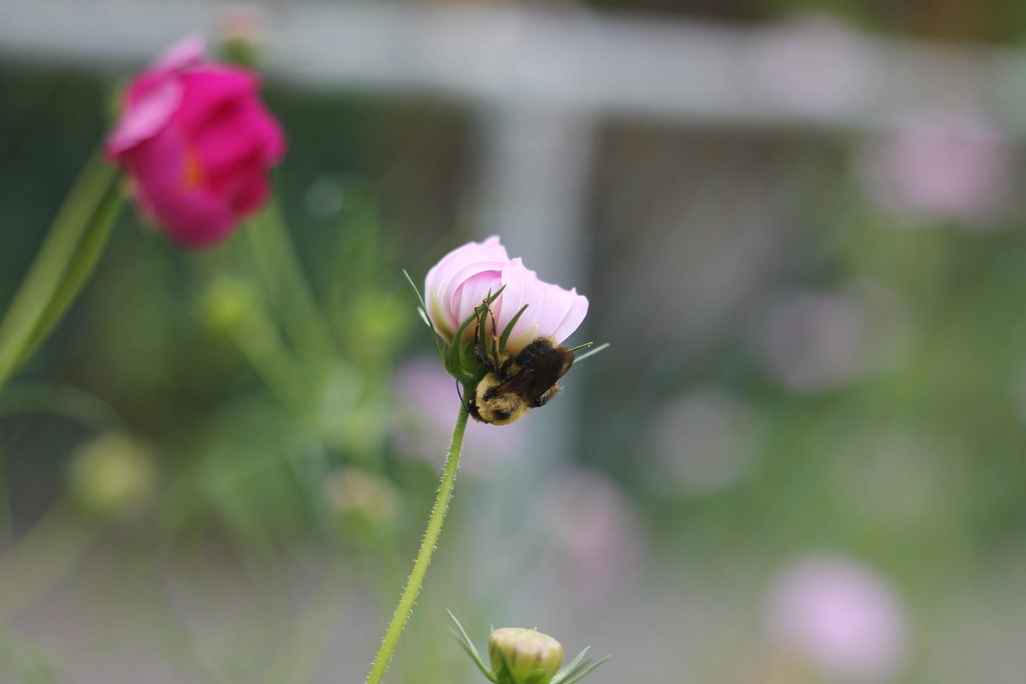 A bumblebee hangs upside down underneath a pink cosmo flower that is just about to unfurl.