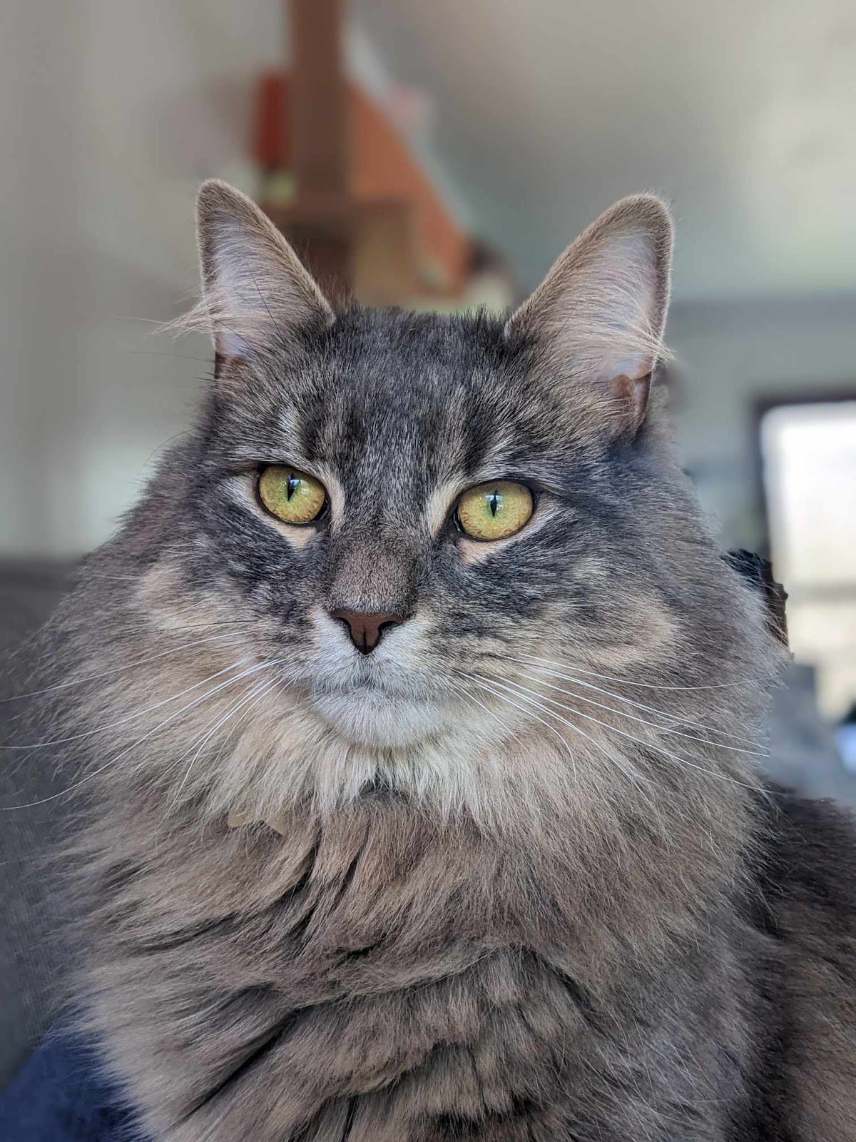 a fluffy gray and brown cat with yellow eyes looks regally into the camera