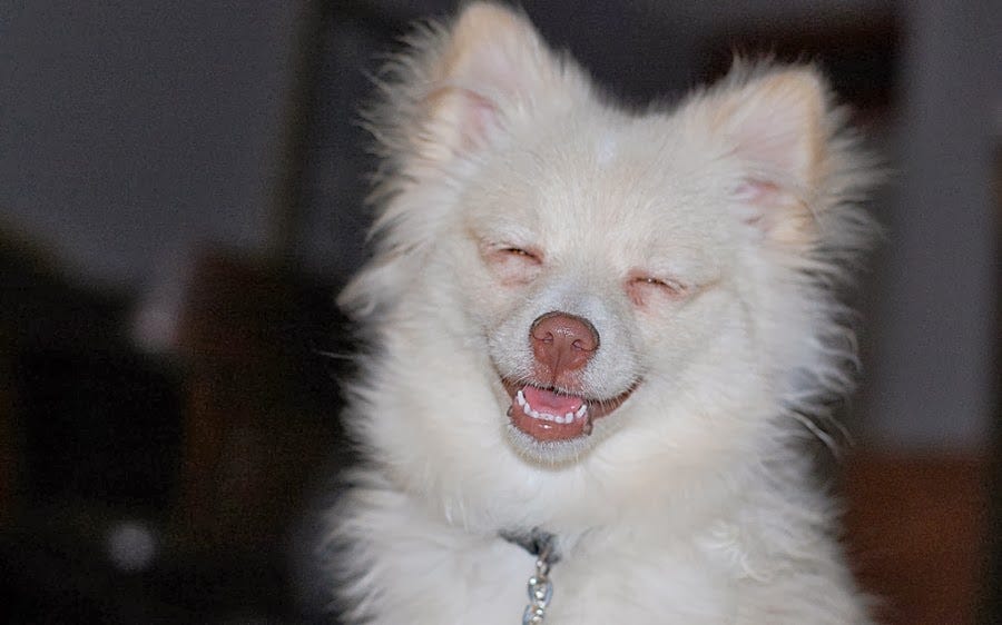 20 Hilarious Dogs Laughing At You