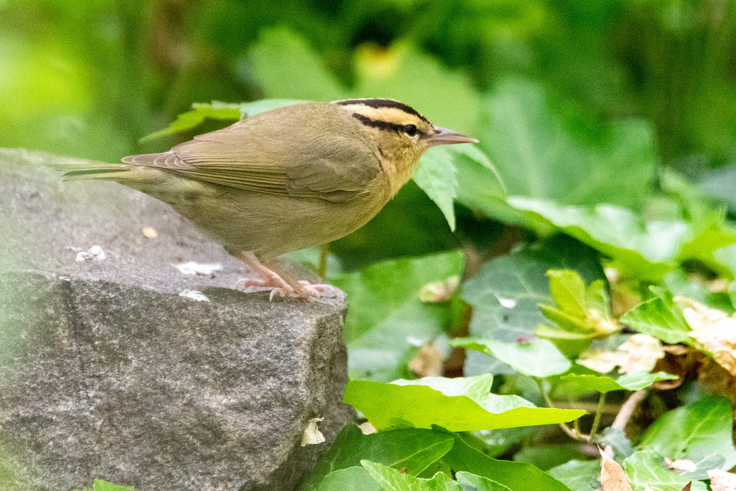 A worm-eating warbler, standing on a stone