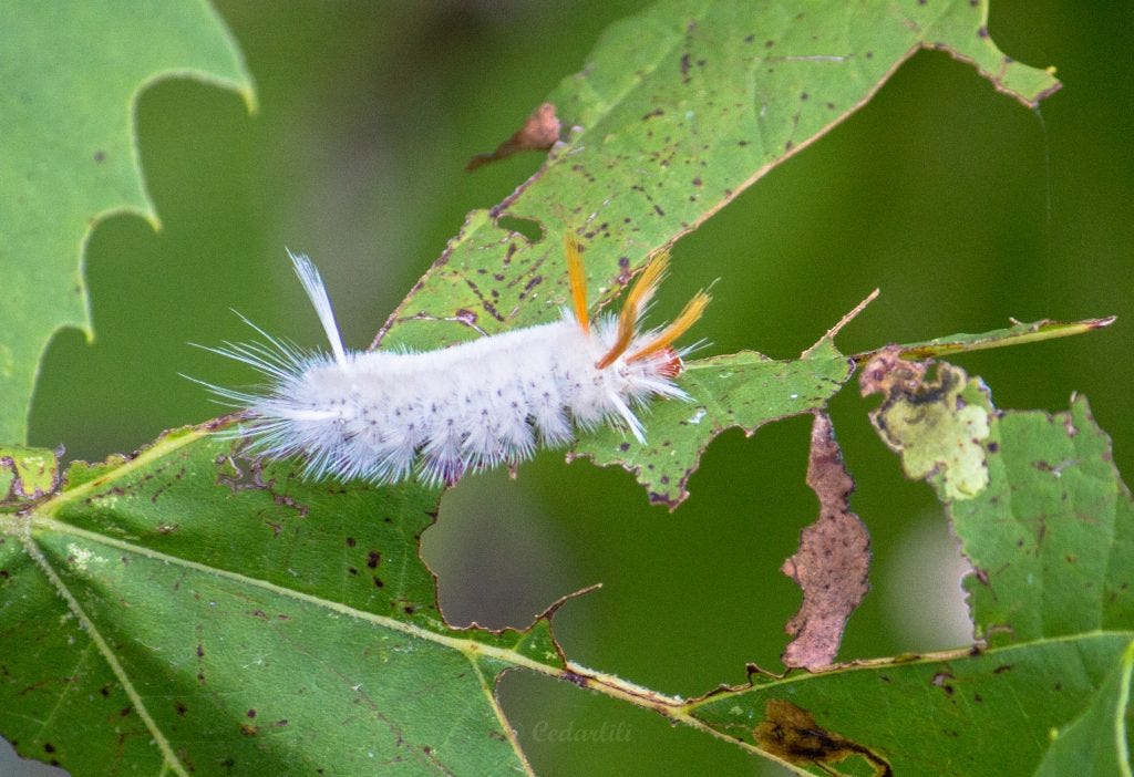 Ohio Moths and caterpillars