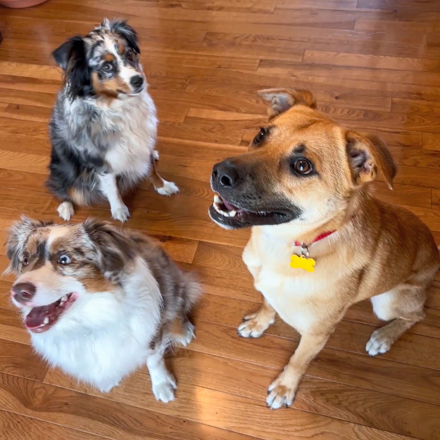 2 multi-colored dogs and one light brown dog sit patiently on a wood floor for a treat