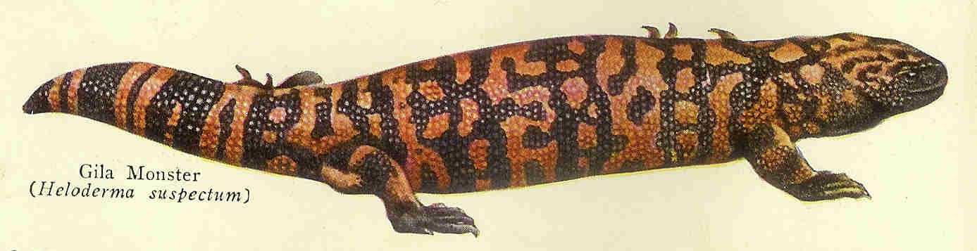 gila monster