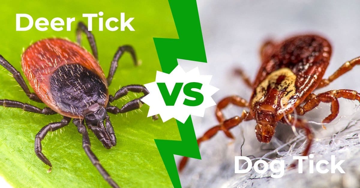 Deer Tick vs Dog Tick - AZ Animals