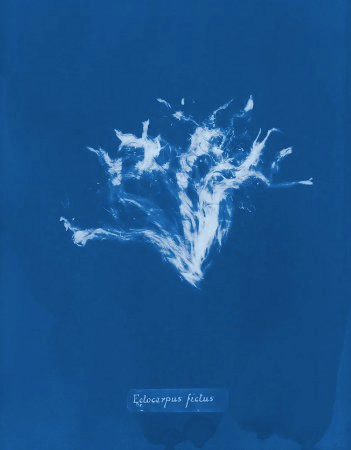 Un cyanotype extrêmement similaire au premier : les apparences sont trompeuses