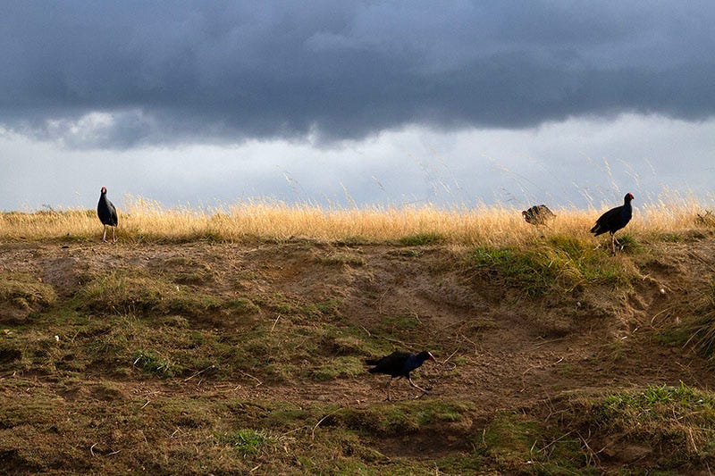 Purple swamphens on French Island in Victoria on a stormy summer's day.