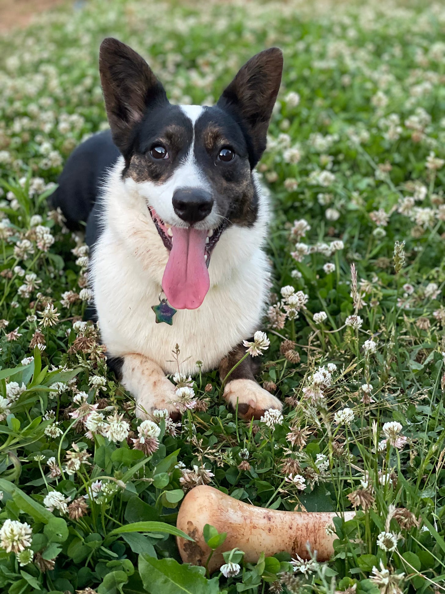 a photo of Gwen, a black and white Cardigan Welsh Corgi, sitting in a field of European Clover ☘️ A bone sits close to the camera. Gwen is smiling