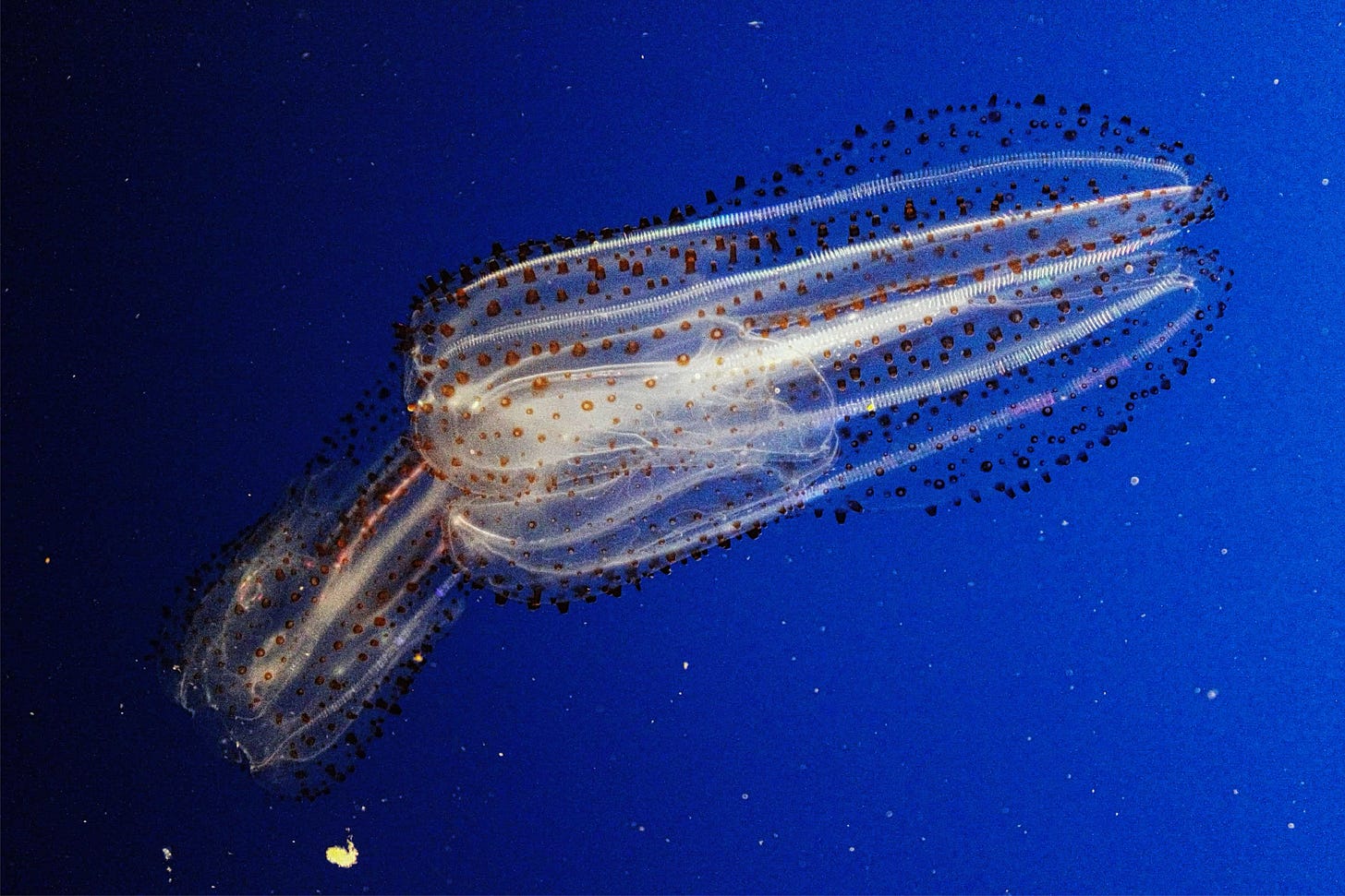 A tube-shaped jellyfish with lines of electric light running along its body