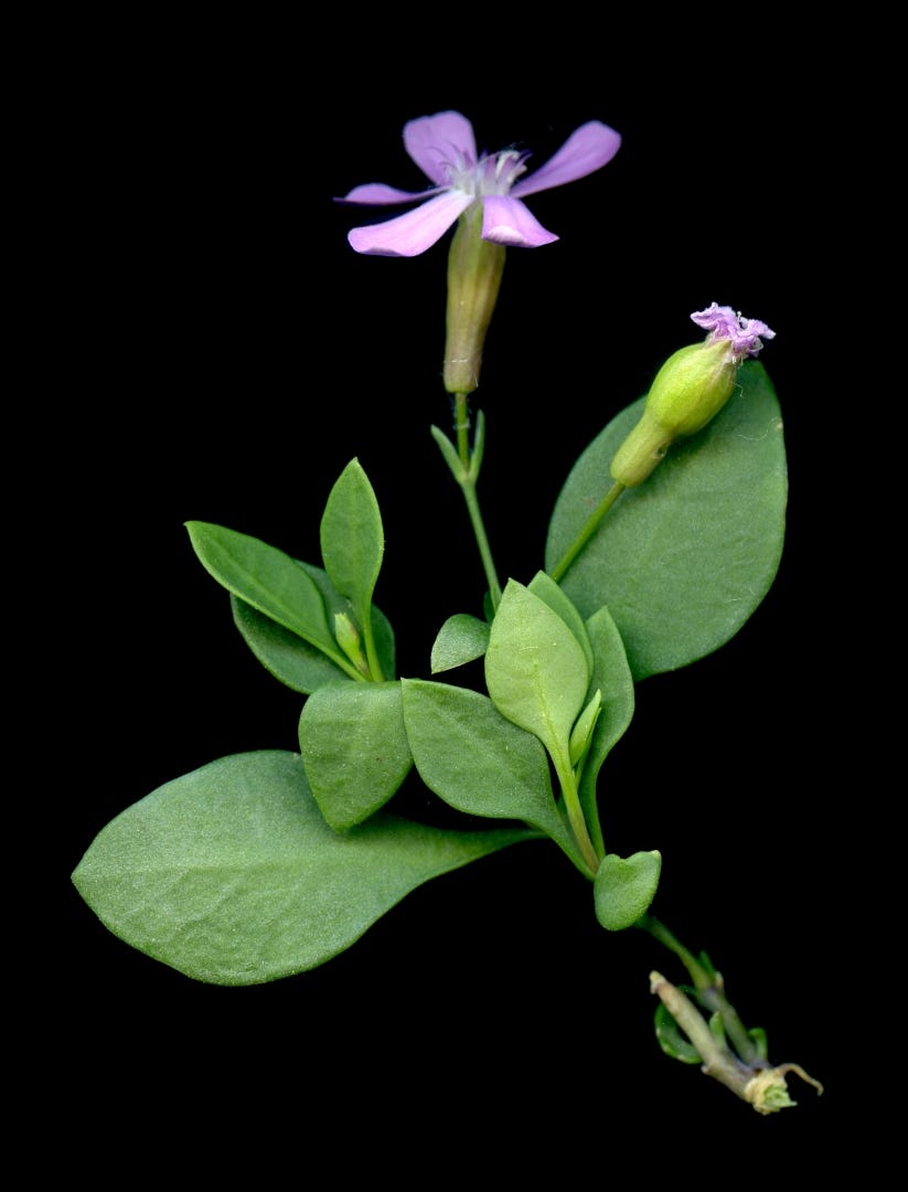 Exemplar de Petrocoptis crassifolia subsp. montsicciana,o Clavell de Balma. Fotografia de floracatalana.cat.