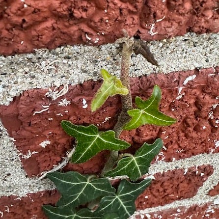 growing tip of English ivy in Fall