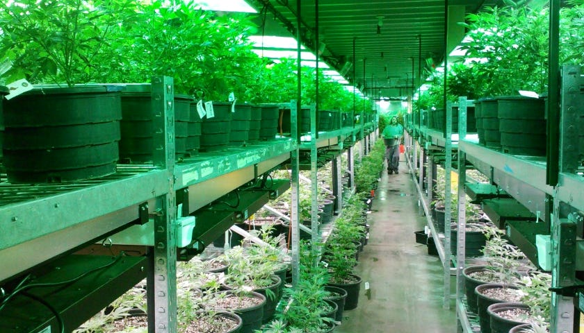 Man working with marijuana plants.