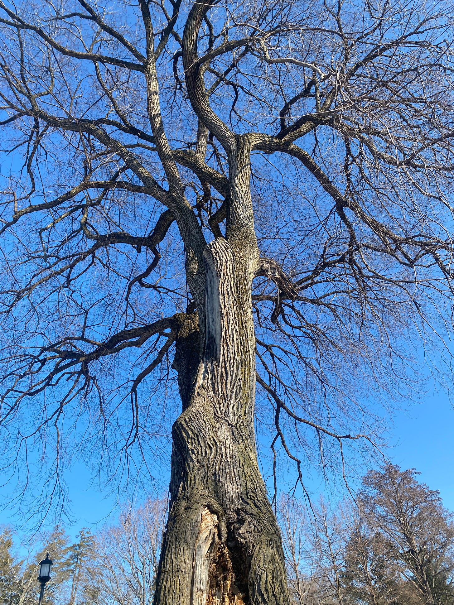 a tall tree stands against a vibrant blue sky. The tree has no leaves