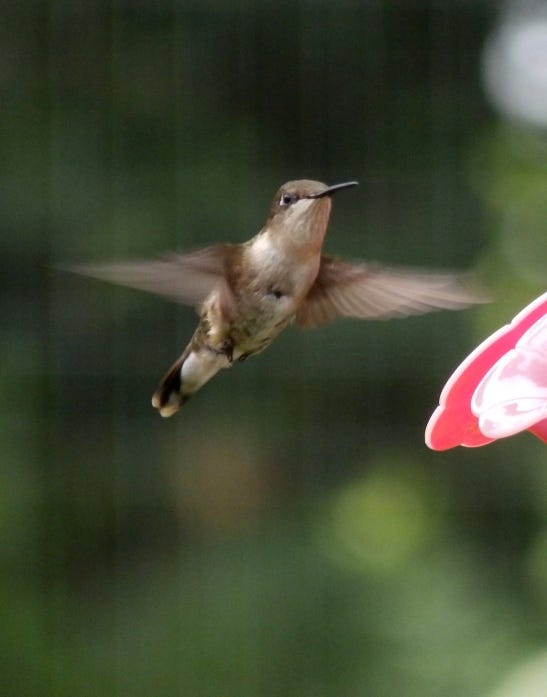 hummingbird Kentucky