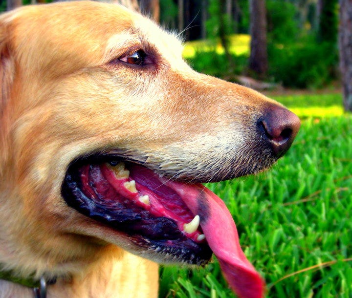 A close-up headshot of a middle-aged Golden Retriever. She is smiling mid-pant with her tongue lolled out of her mouth. Her tongue has an oblong birthmark on it. Out of focus in the background is rural Florida: overgrown grass, palm trees, Spanish moss, the works.