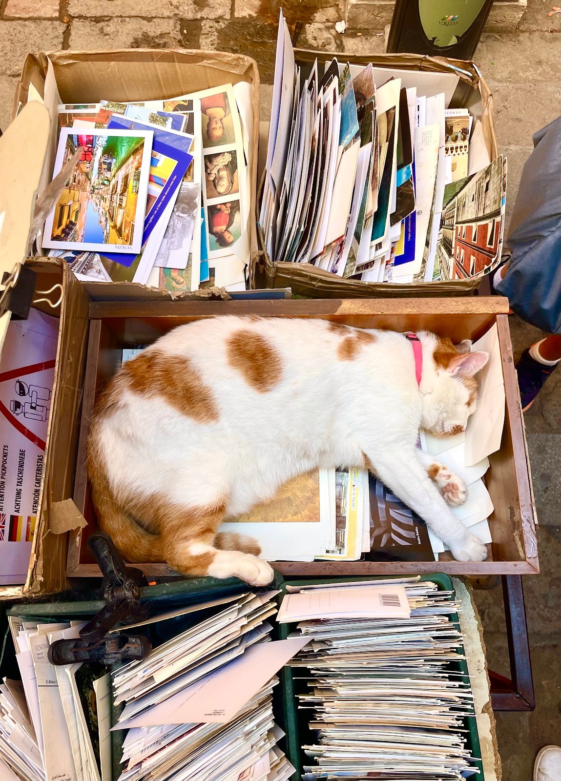 Venice, Italy, July 2022, a cat is sleeping between boxes of postcards