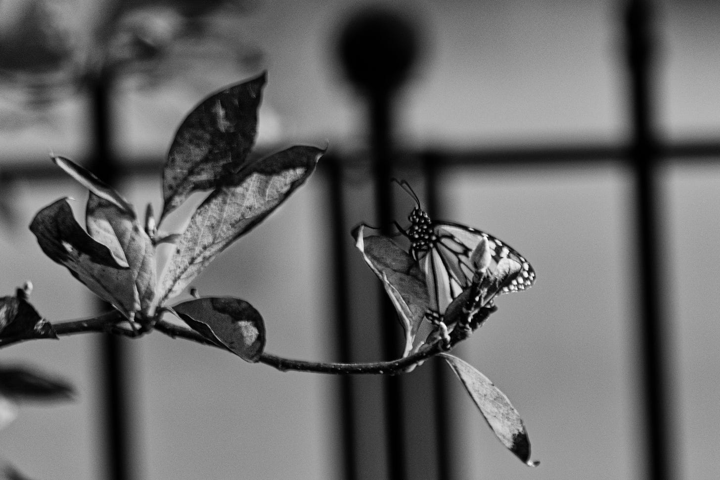 Black and white photo of a butterfly on a branch with the outline of an oron fence in the background