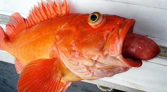 r/Fish - a close up of a fish r/Fish - a close up of a fish