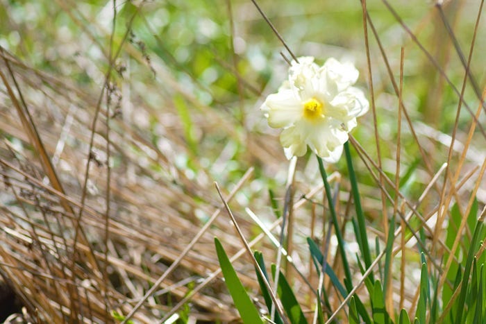 white flower against a backdrop of green grass