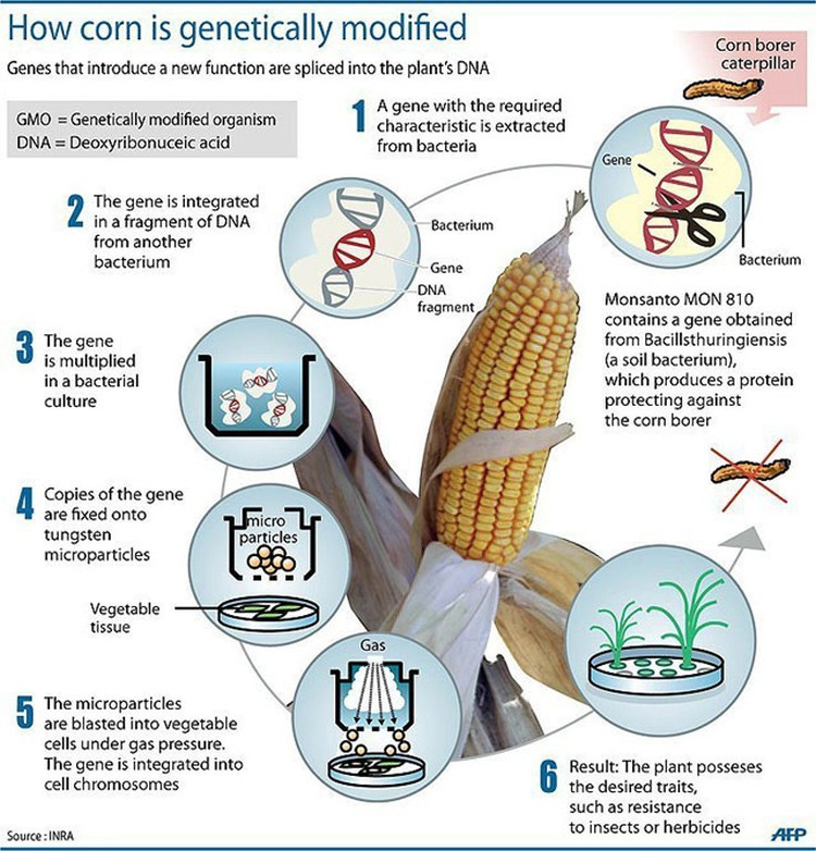 3 Main GMO types in the world for seed