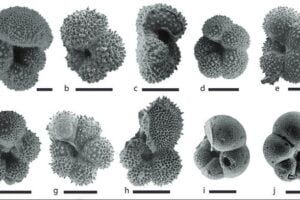 Foraminifera shells helped scientists piece together a picture of ocean movement during the Eocene period, where high atmospheric carbon levels caused the exchange of ocean waters to slow down.