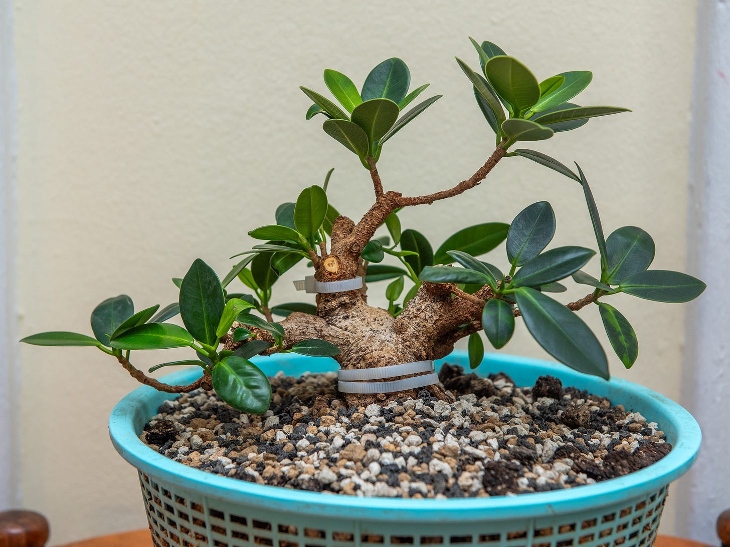ID: Pruned ficus microcarpa bonsai