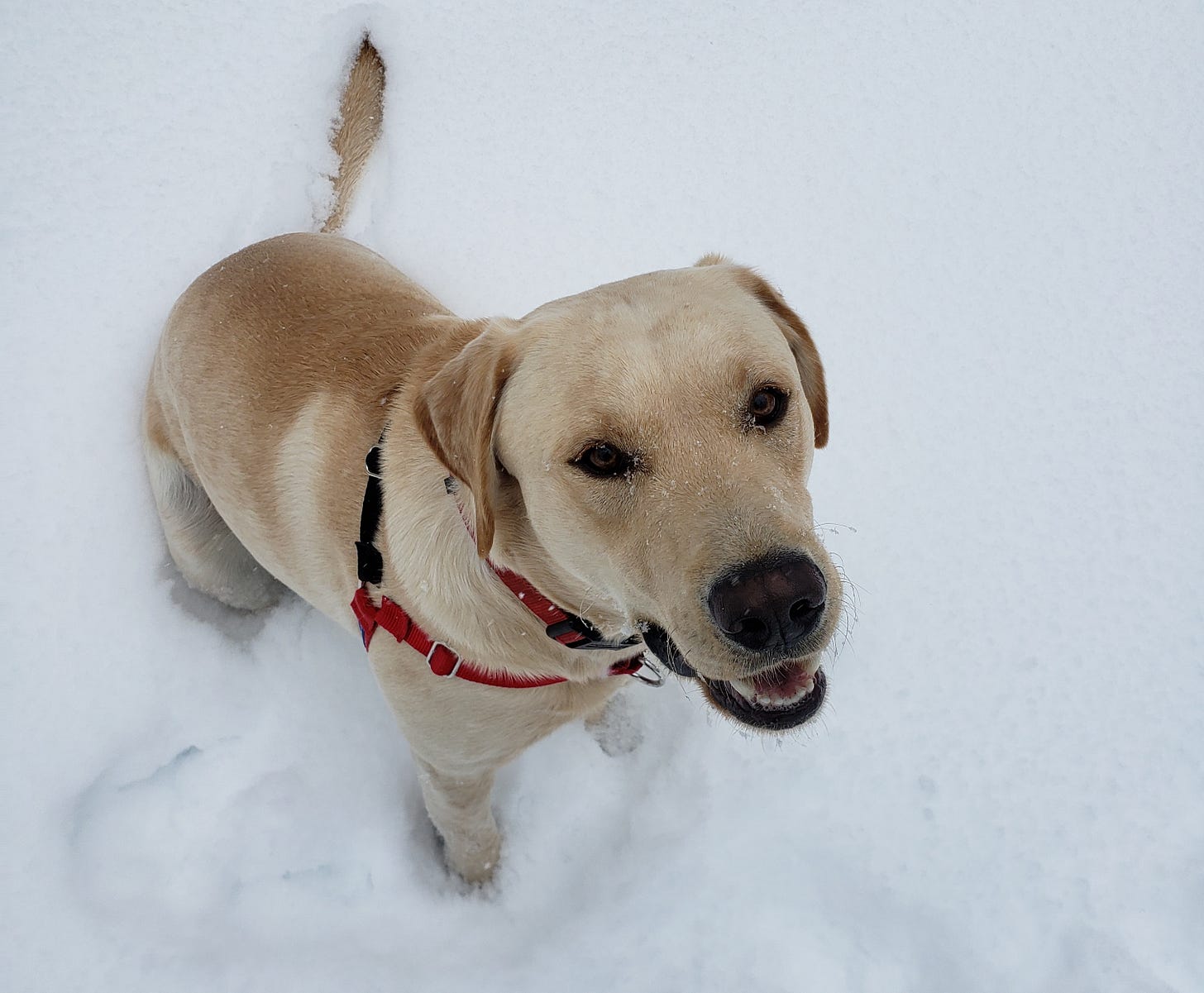 Yellow Lab in Snow