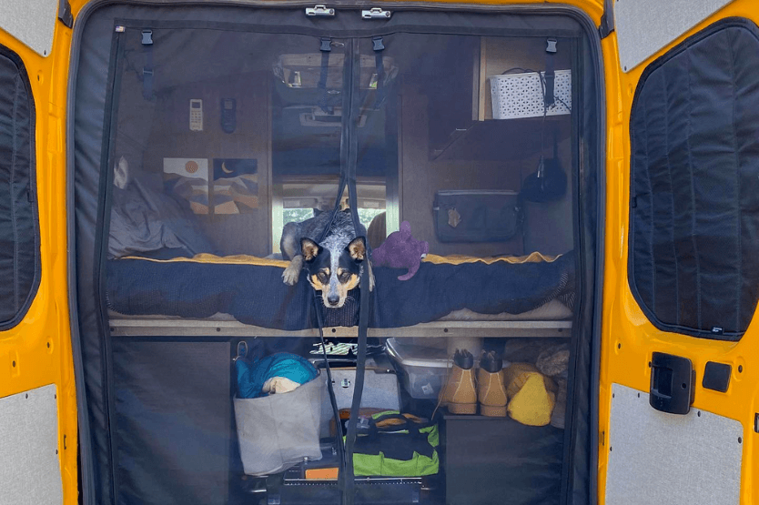 The back bed doors of a converted promaster campervan are open and the photo is taken looking in from behind. A blue heeler lies on the bed with her head poking out between the bug screens.