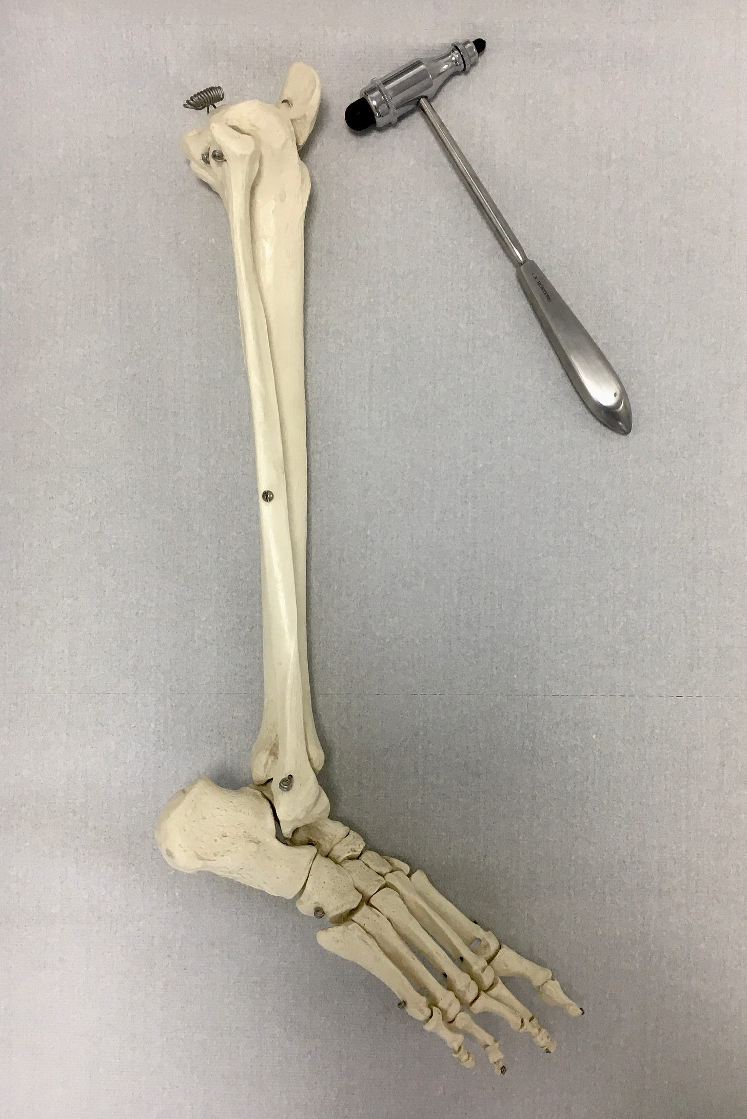 Skelettteil (Unterschenkel + Fuß) und ein silberner Reflexhammer vor weißlichem Hintergrund.