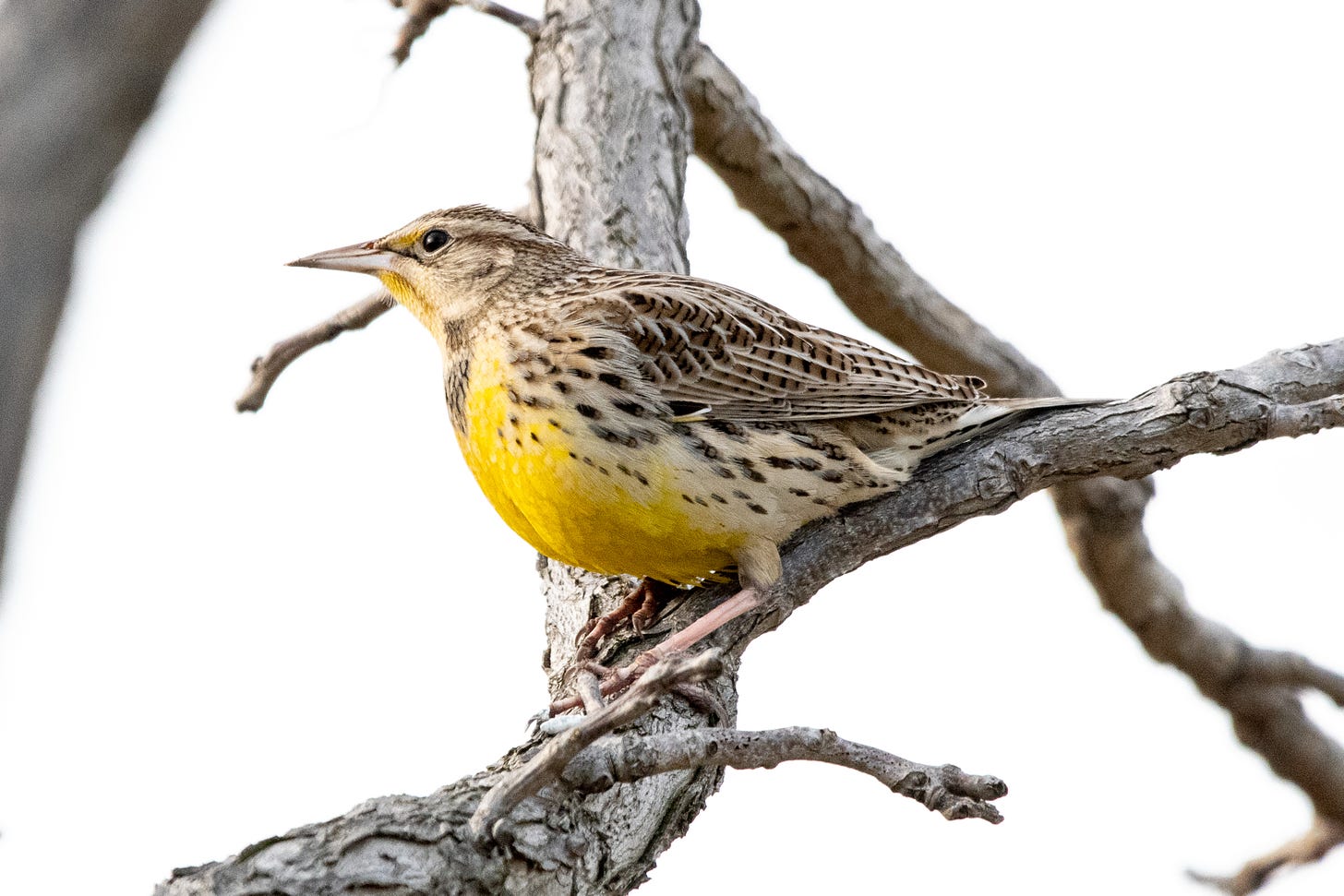 A Western meadowlark in a tree, its bright yellow throat and breast catching the morning sun