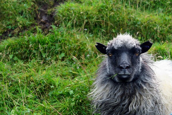 A Faroese sheep.