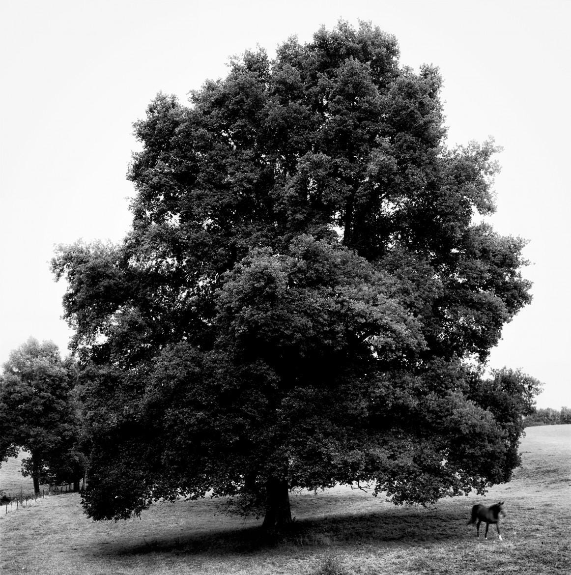 Nicolas Auvray Black and White Photograph - The Great Oak & The Horse 