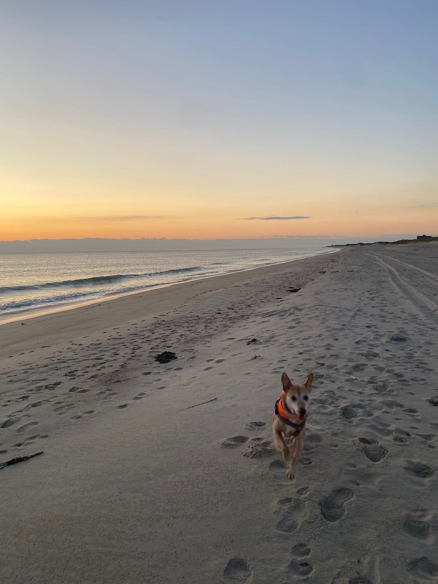 Nessa running on the beach in front of a dusky pink sky. Her ears are pointing straight up.