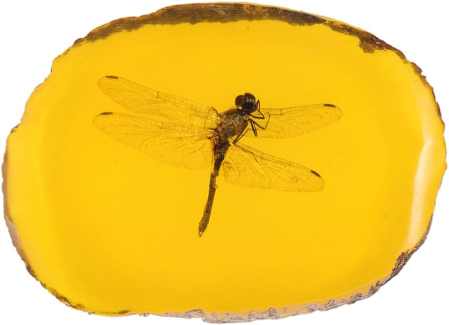 Amazon.com: HAKIDZEL 1pc Amber Ornament Dragonfly in Amber Earrings  Taxidermy Book Amber Stone Resin Amber Real Amber Amber Paperweight Real  Specimen Dragonfly Jewelry Scorpion Amber Beads : Industrial & Scientific