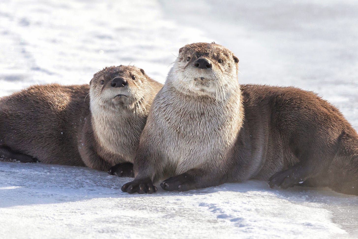 Otter Party in Yellowstone