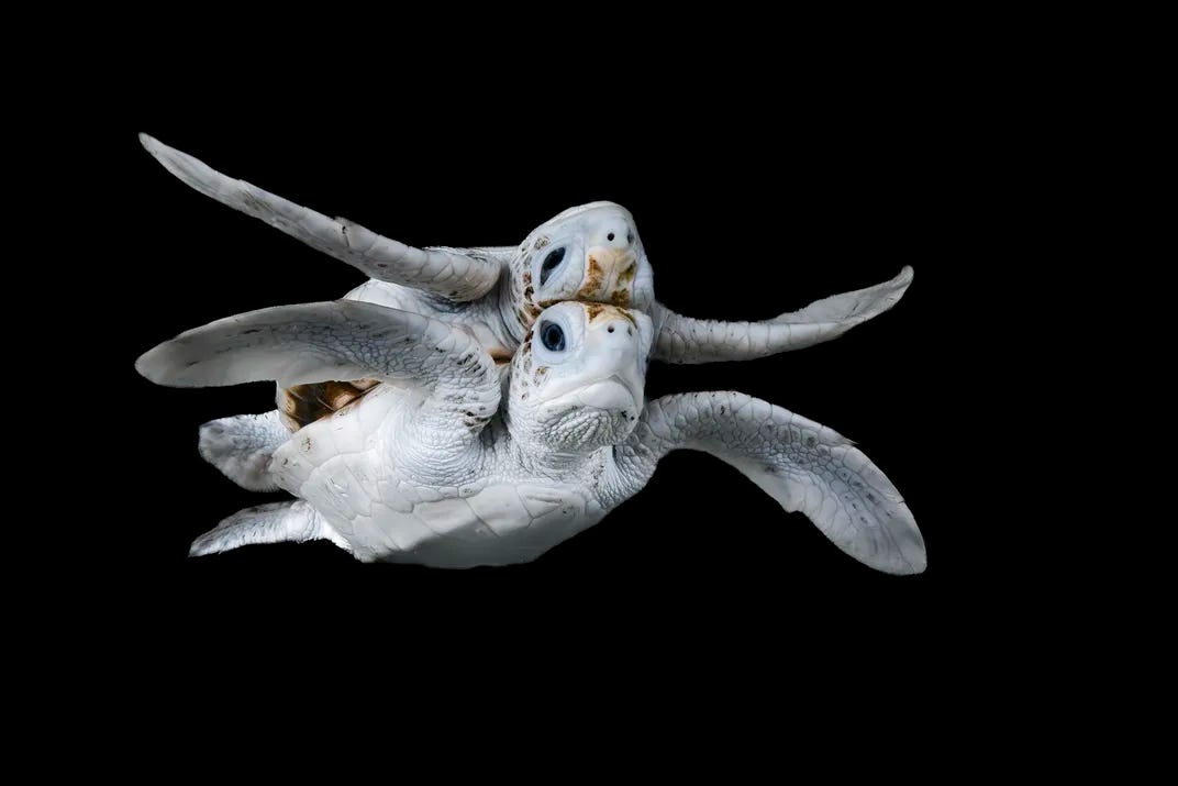 A leucistic sea turtle swimming, with the reflection making it appear that there are two turtles swimming on top of each other, back-to-back.