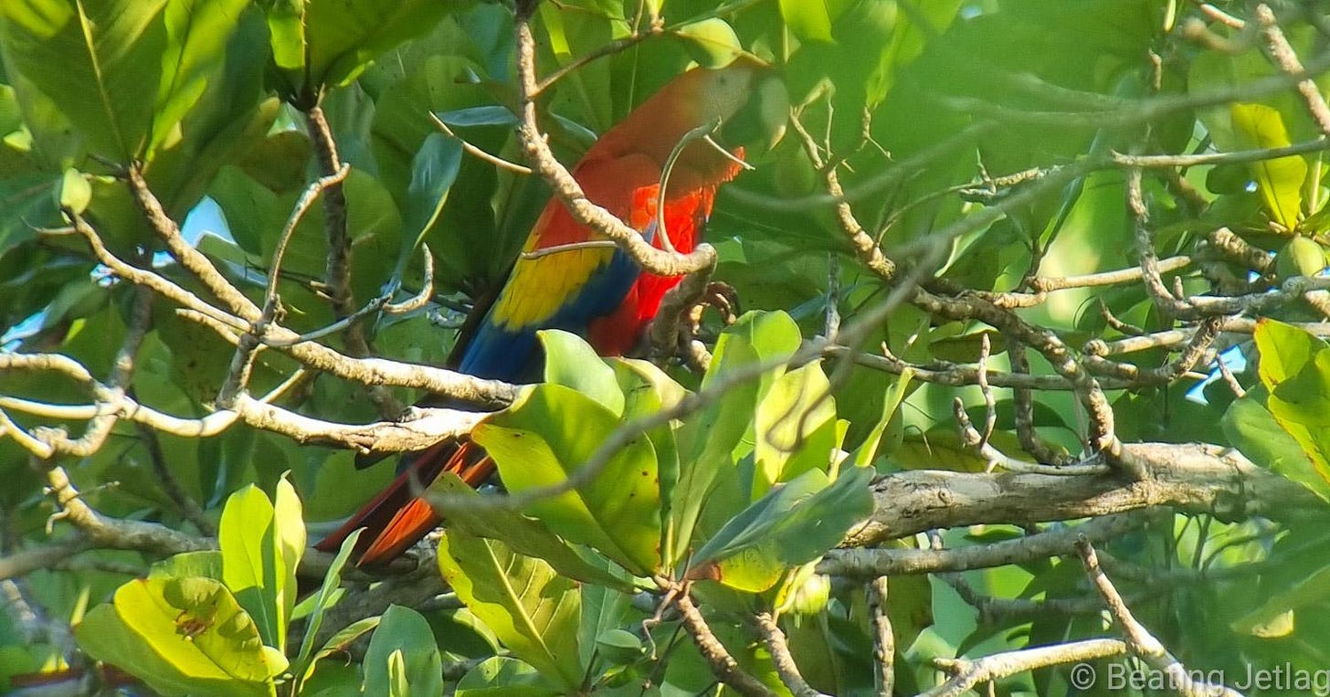 Scarlet macaw in Osa Peninsula, Costa Rica