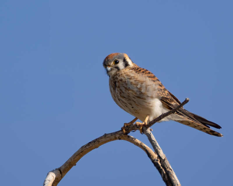 20250401-Marana-21-Edit.jpg