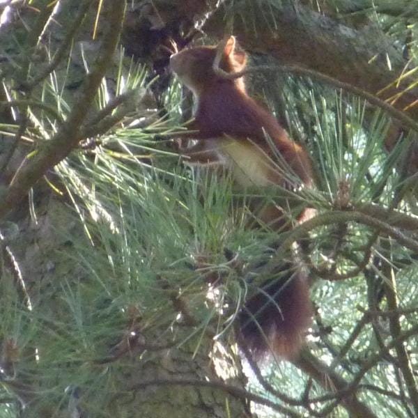Squirrel_crop2 Squirrel_crop2