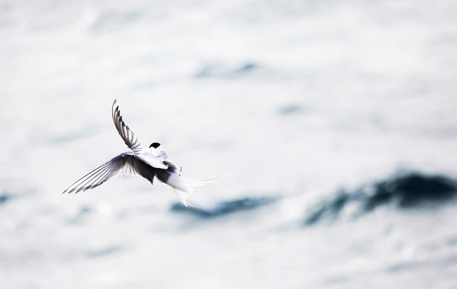 a picture of an arctic tern in flight