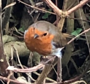 A European Robin in a Welsh hedge in 2019